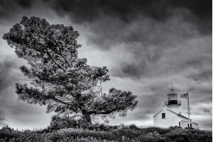 Point Loma Tree