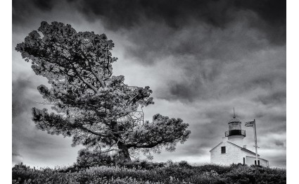 Point Loma Tree