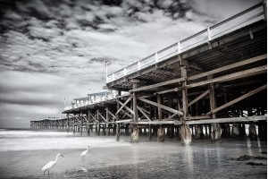 Crystal Pier Snowy Egrets