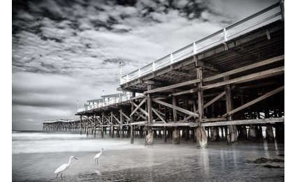 Crystal Pier Snowy Egrets