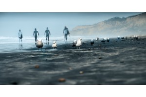 Surfers and Seagulls