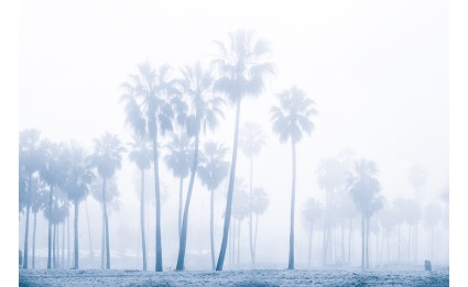 Venice Beach Palms