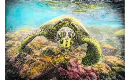 Honu