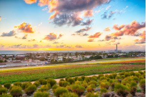 Carlsbad Flower Fields