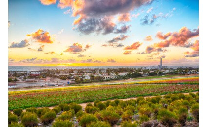 Carlsbad Flower Fields