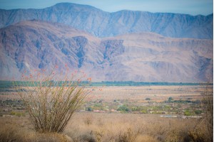 Blooming Ocotillo