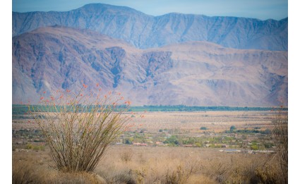 Blooming Ocotillo