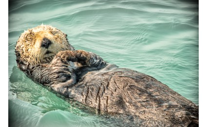 Sea otter