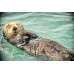 Sea otter