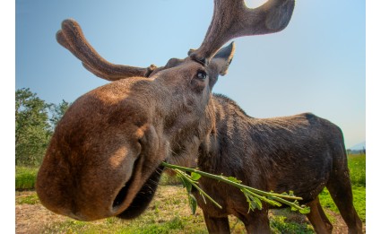 Munching Moose