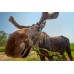 Munching Moose