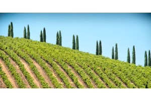 Italian Cypress and Vineyard