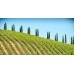 Italian Cypress and Vineyard