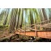 Limekiln Redwoods Bridge