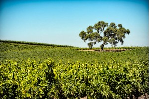 Vineyard Tree