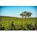 Vineyard Tree