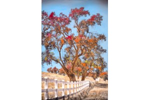 White fence and oaks