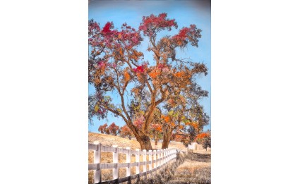 White fence and oaks