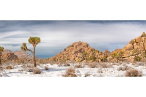 Joshua Tree Snow