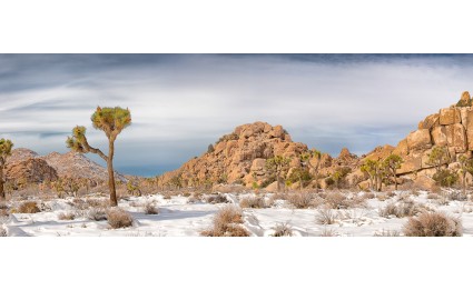 Joshua Tree Snow