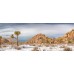 Joshua Tree Snow