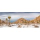 Joshua Tree Snow