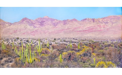 Simply Saguaro