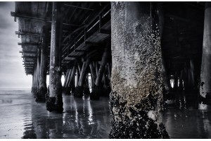 Santa Monica Barnacles