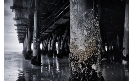 Santa Monica Barnacles