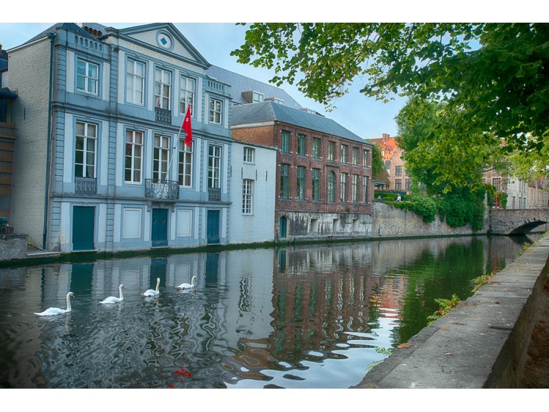 Four white swans swimming on the Groenerij canal