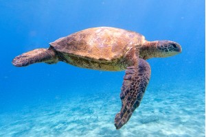 Green Sea Turtle