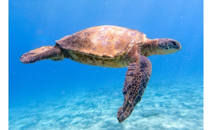 Green Sea Turtle