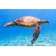 Green Sea Turtle