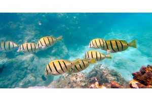 Manini Convict Tangs