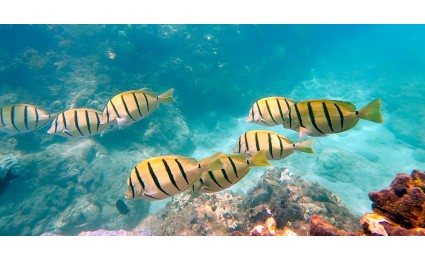 Manini Convict Tangs