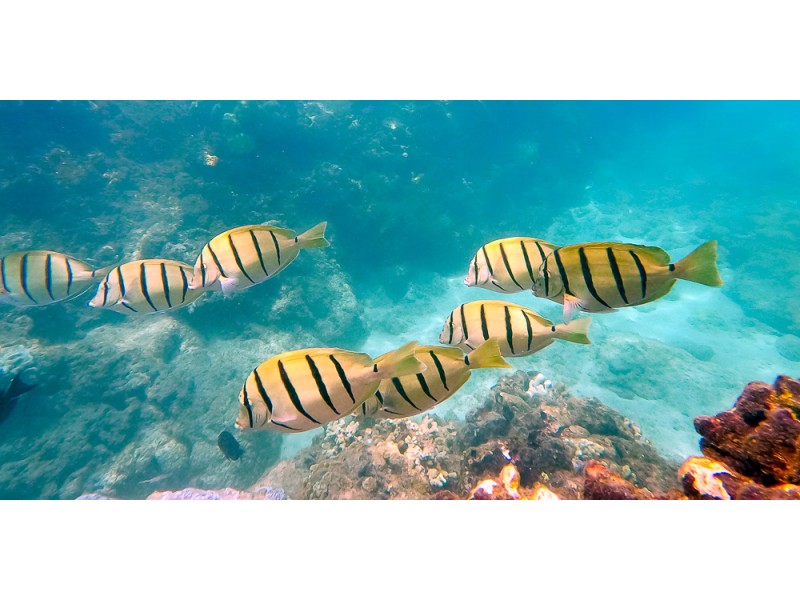 Manini Convict Tangs in Maui Hawaii