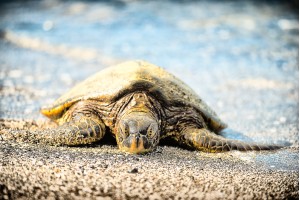 Resting Honu 