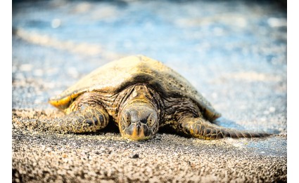 Resting Honu 