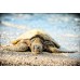 Resting Honu 