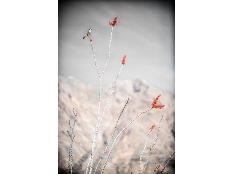 1804 anza borrego 113 Edit website 800x600