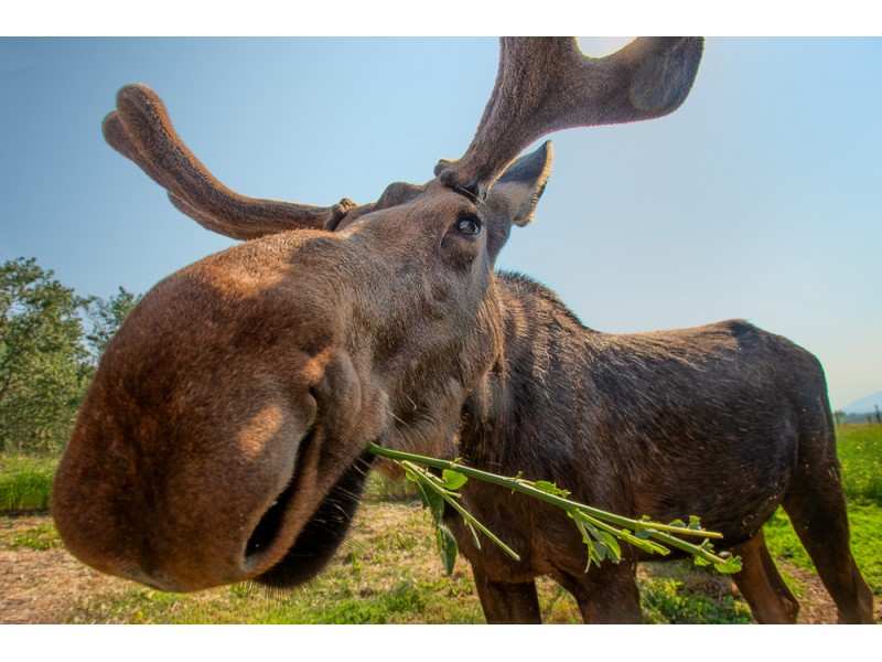 alaska-moose-photography