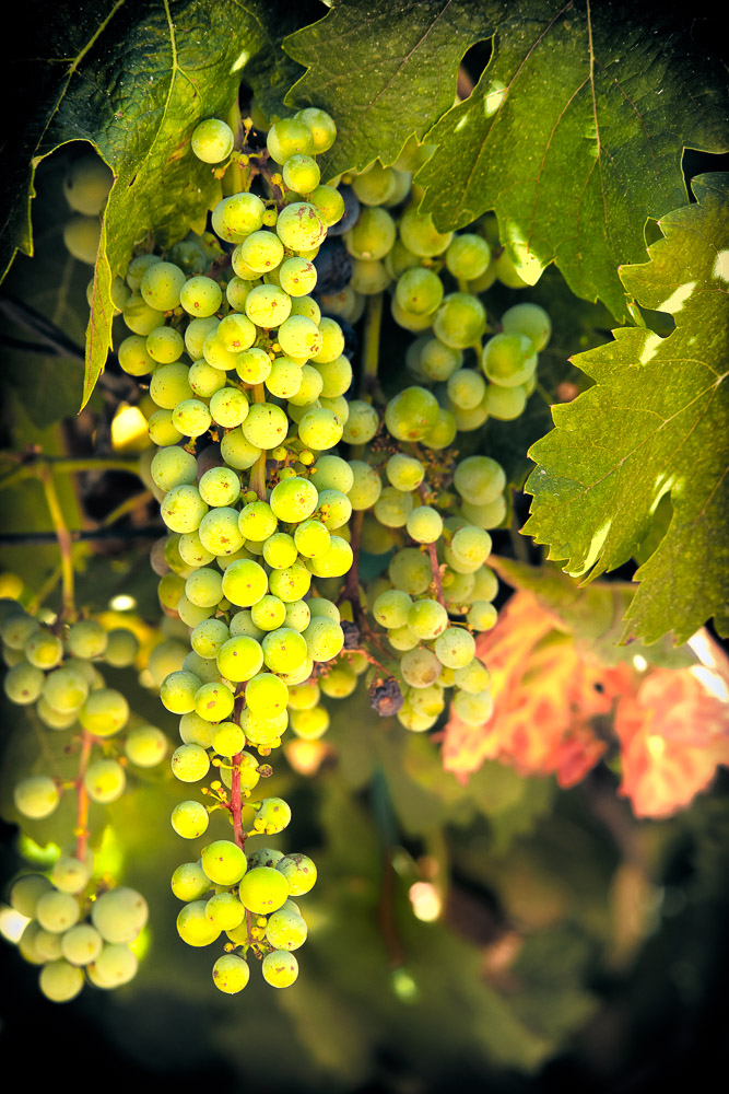 white grapes on vines in paso robles