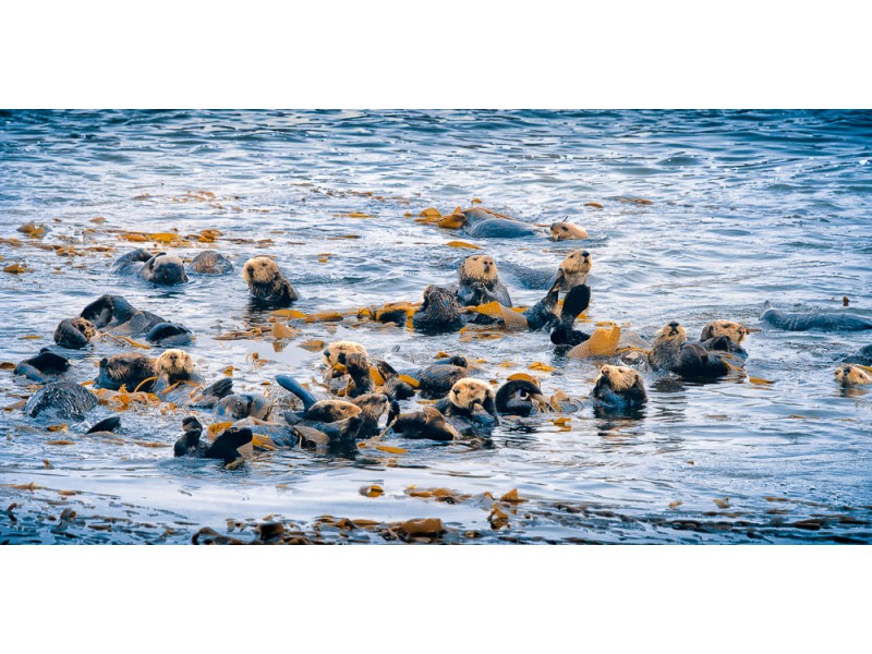 1908 california 1043 Edit Edit website 800x600