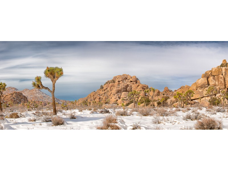 1912 joshua tree national park 757 Edit Edit website 800x600