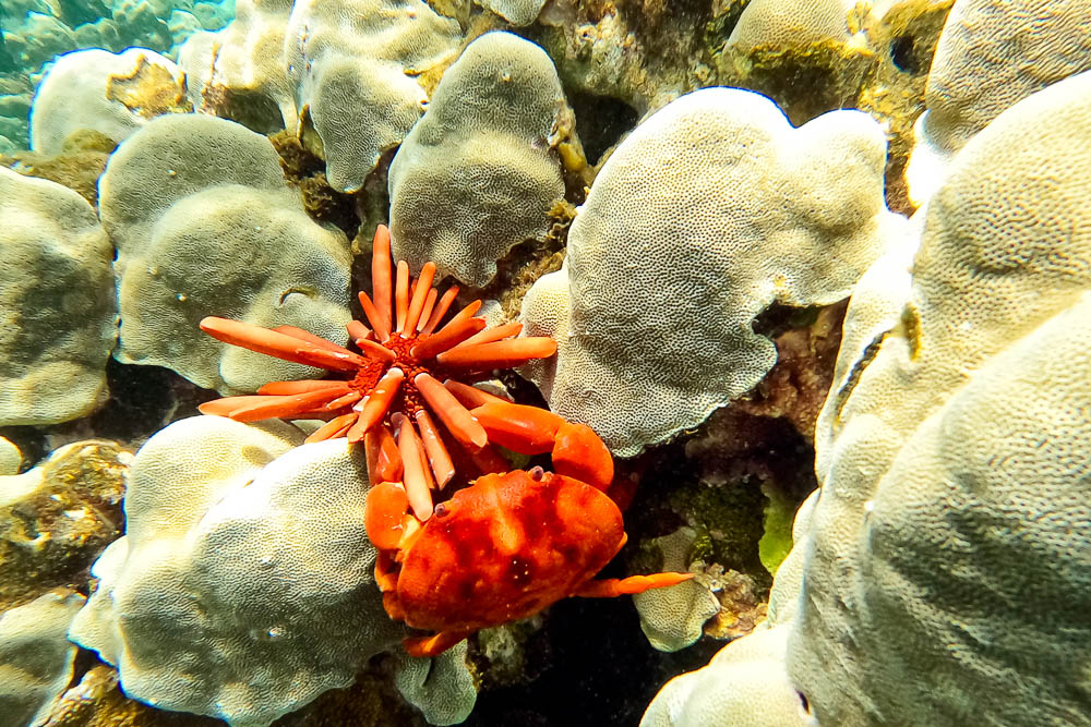 7 11 crab eating Punohu Slate Pencil Urchin 