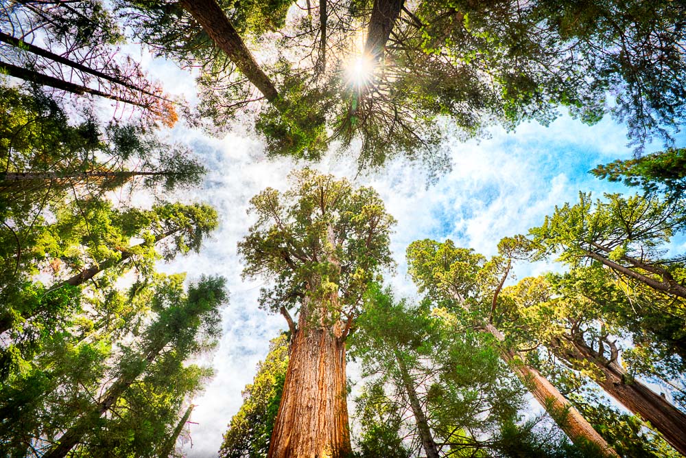 General-Sherman-Sequoia-among-other-trees