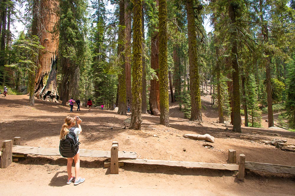 Kate taking pictures of trees in sequoia national park