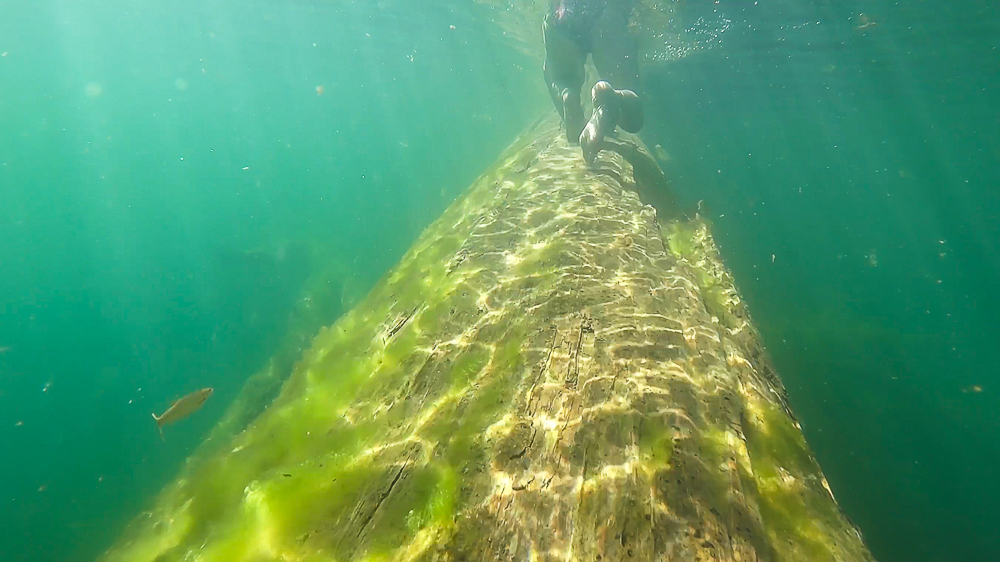 Katie on logo under water in humboldt redwood state park