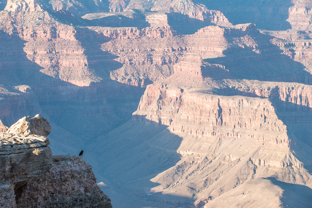 arizona crow sitting at south rim of grand canyon