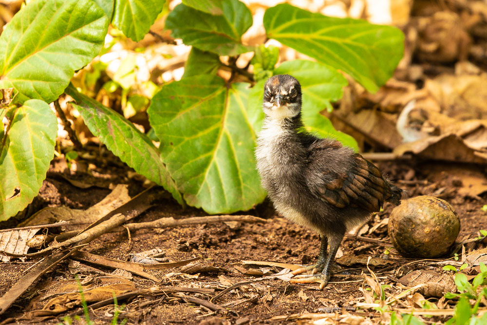 baby chicken on maui